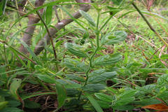 Crotalaria semperflorens